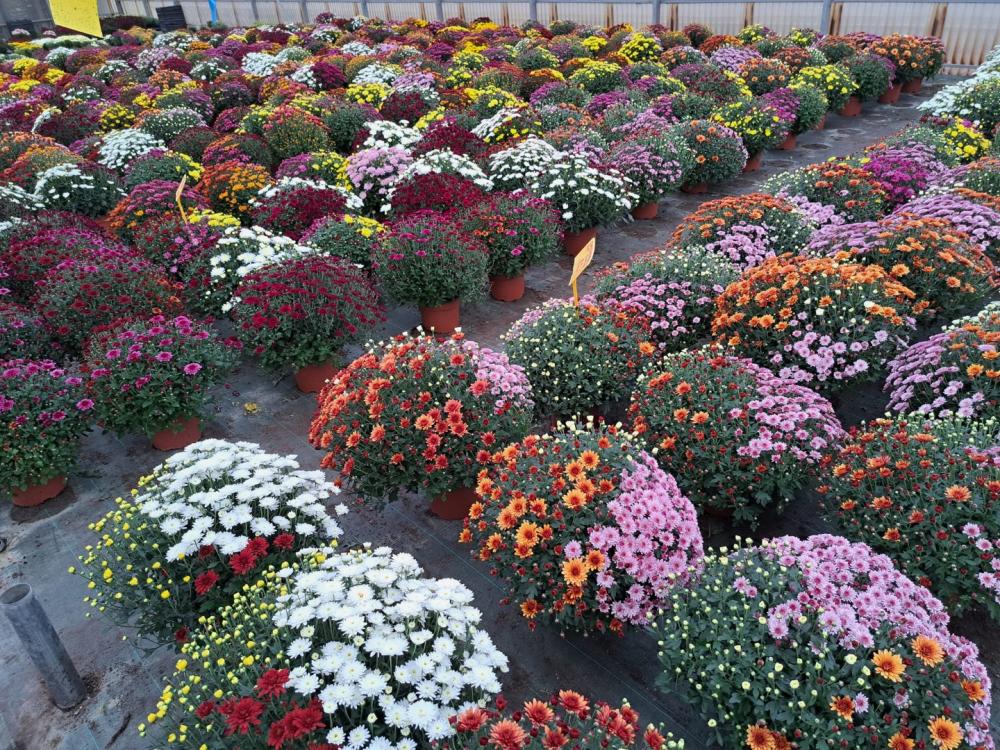 horticulteur (31)