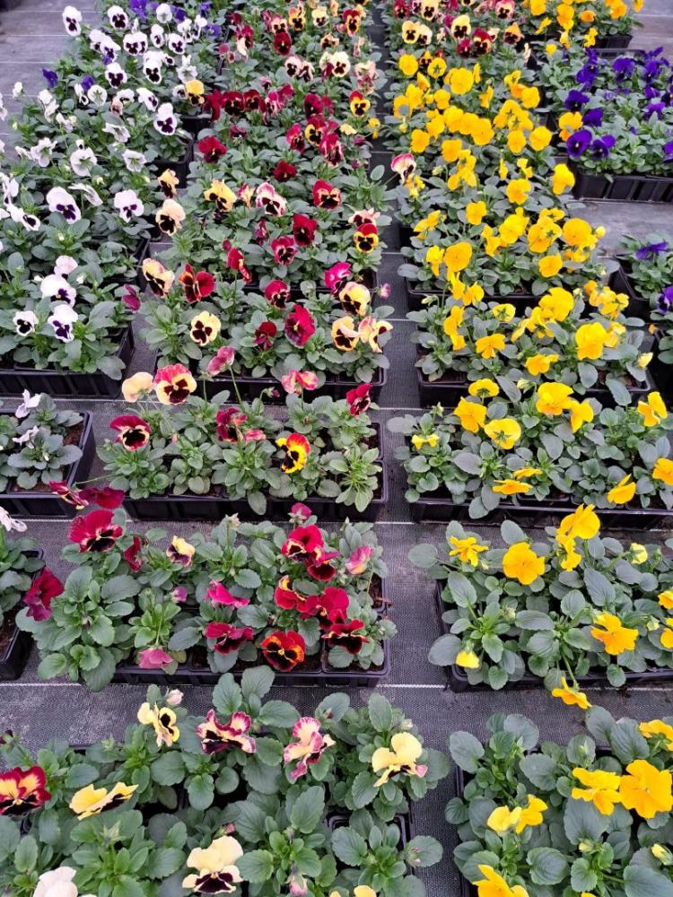horticulteur (36)