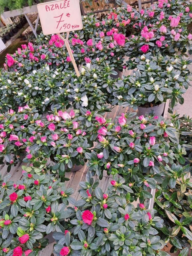 horticulteur (38)