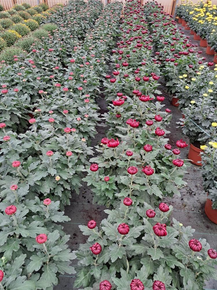 horticulteur (21)