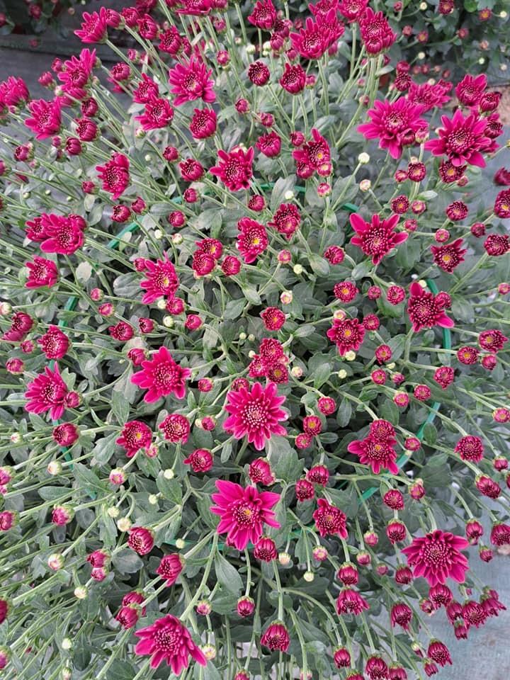 horticulteur (23)