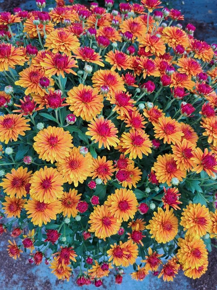 horticulteur (25)