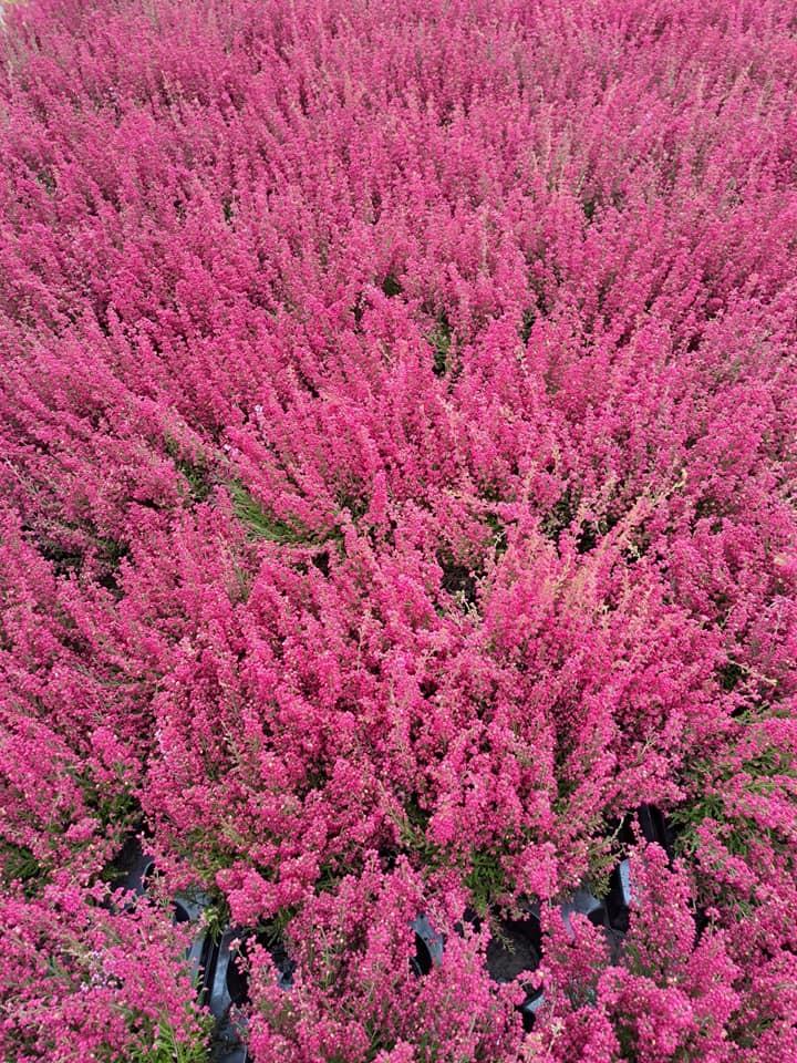 horticulteur (26)