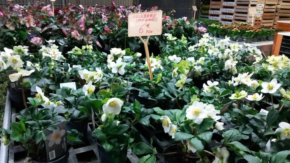 horticulteur (17)