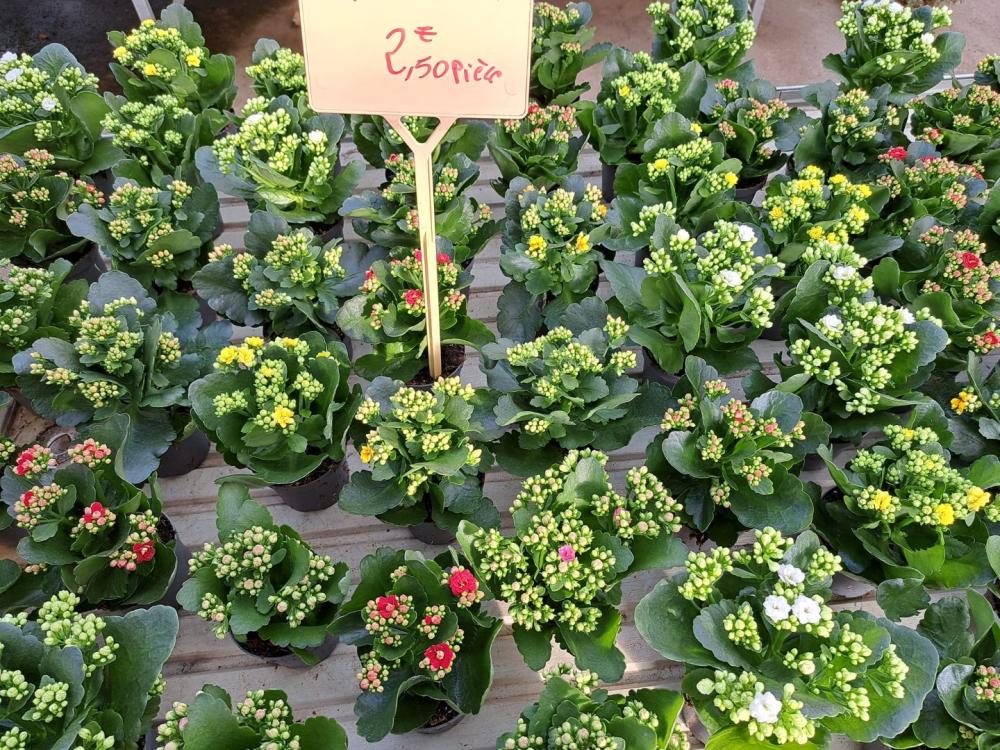horticulteur (3)
