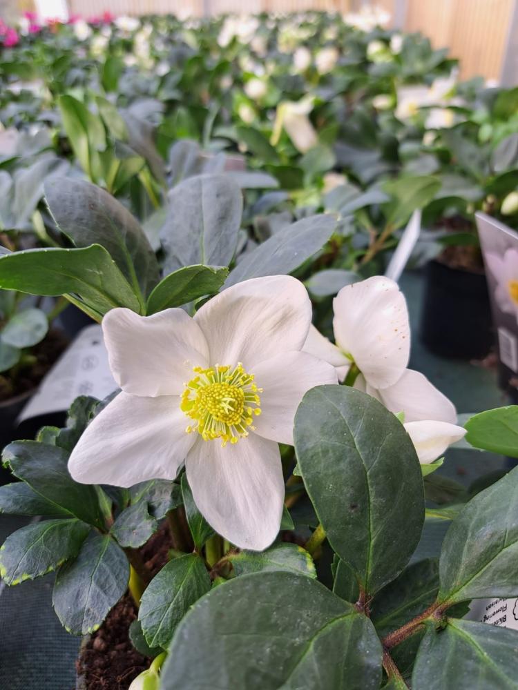 horticulteur (4)