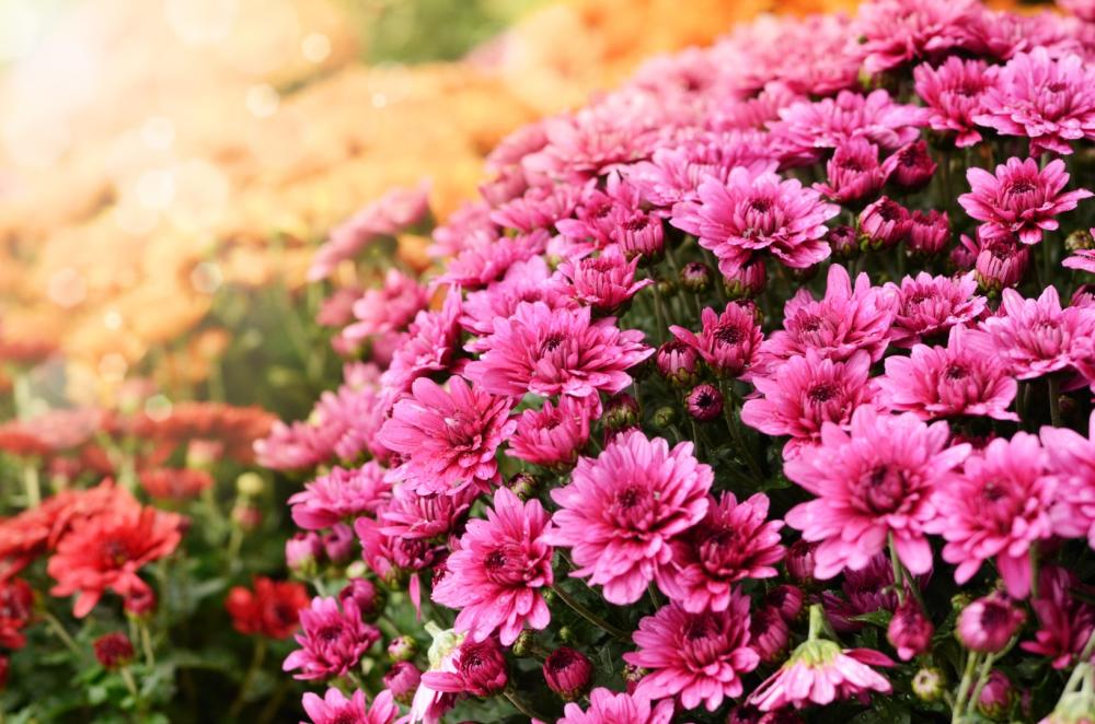 horticulteur