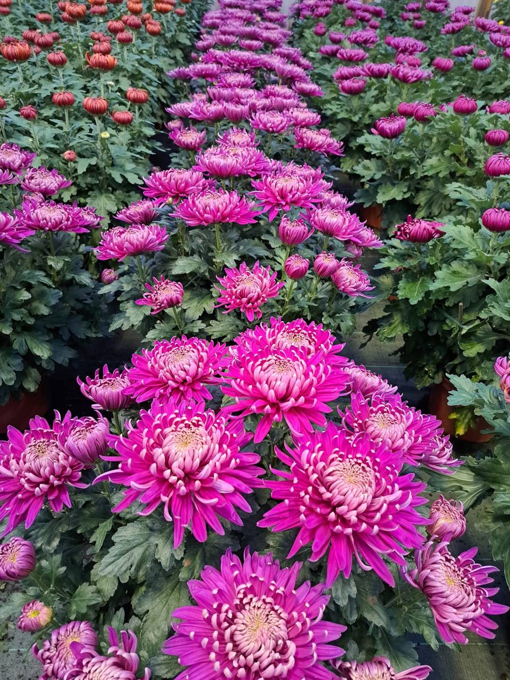 chrysanthèmes près de Givry 