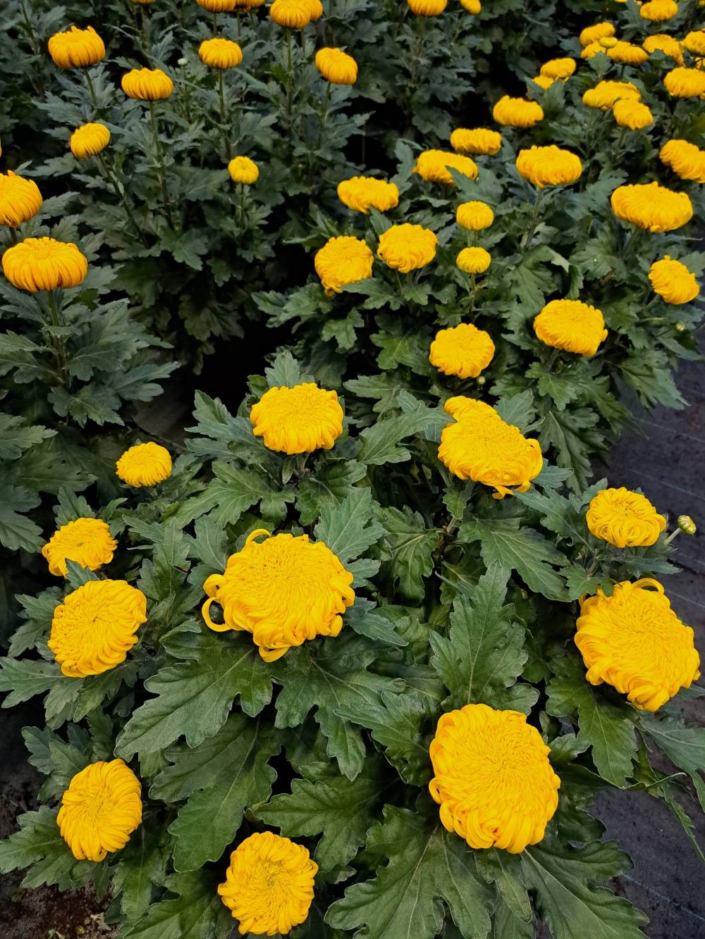 horticulteur