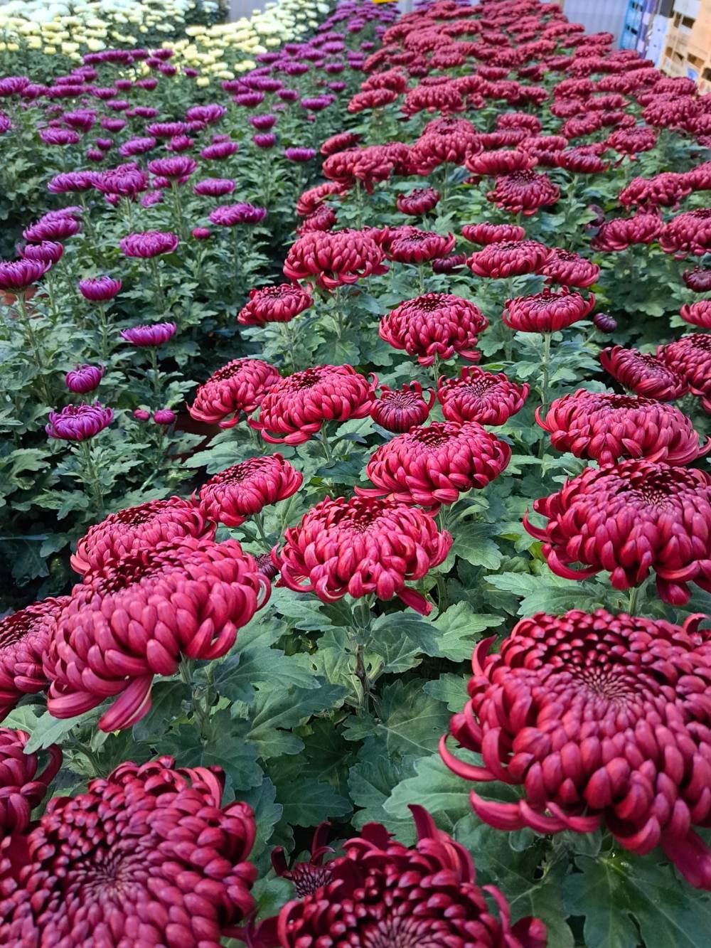 horticulteur