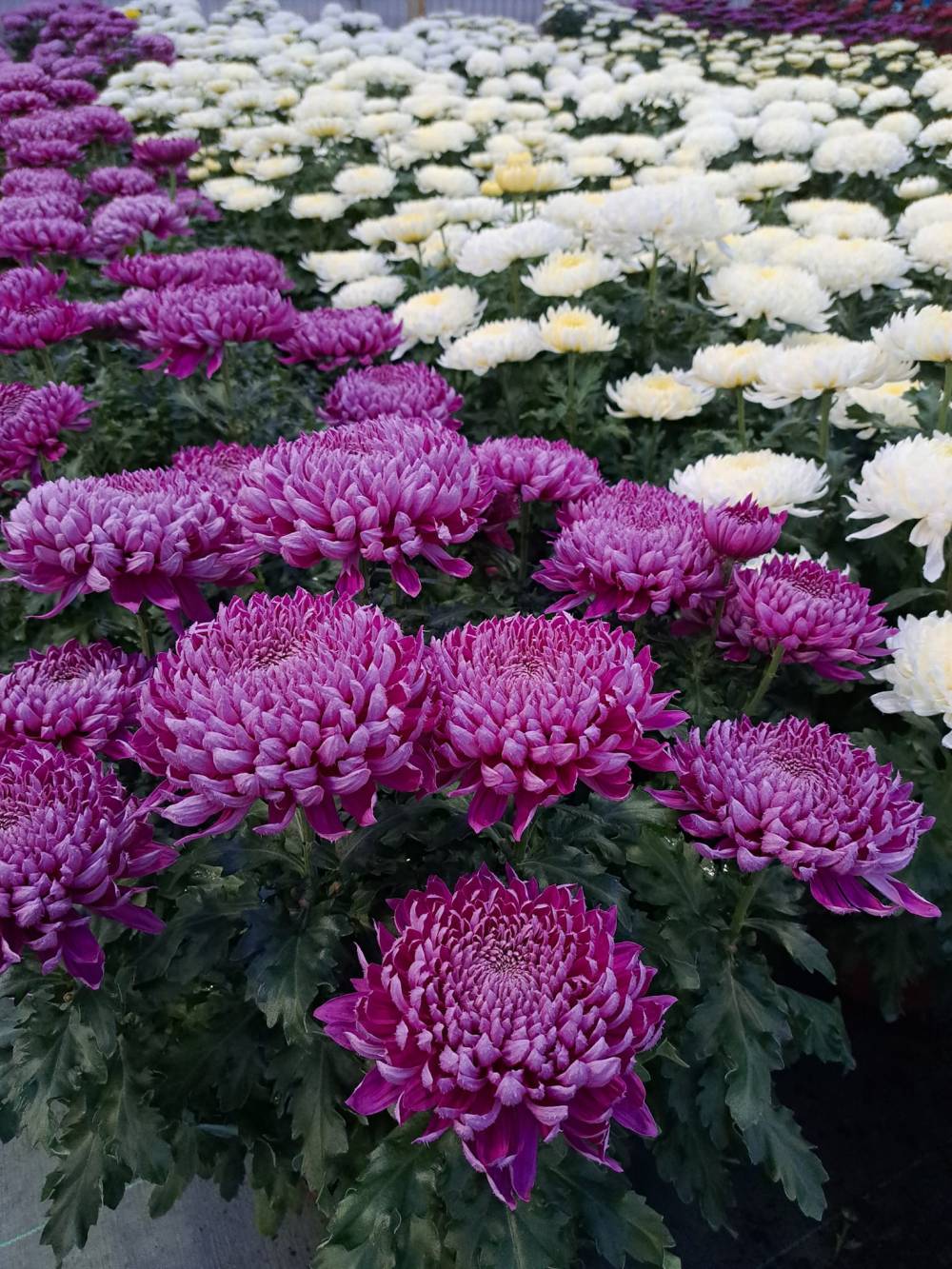 producteur de fleurs près de Givry 