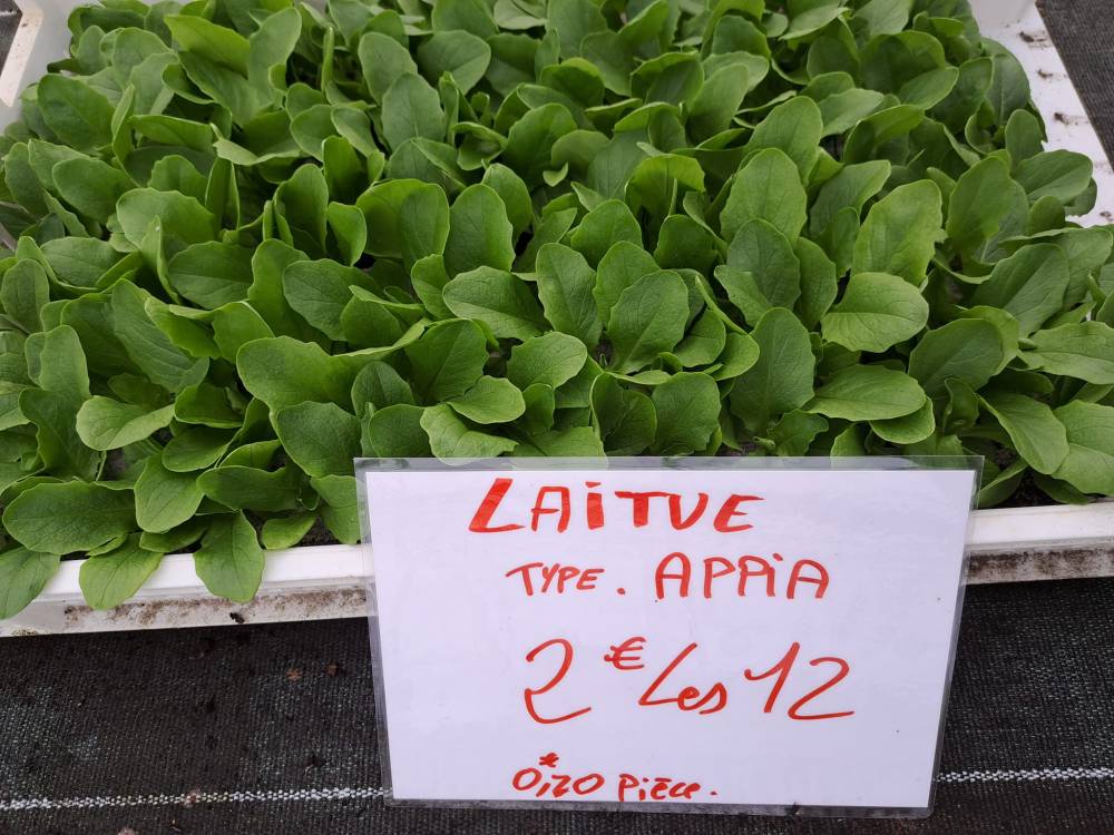 salade