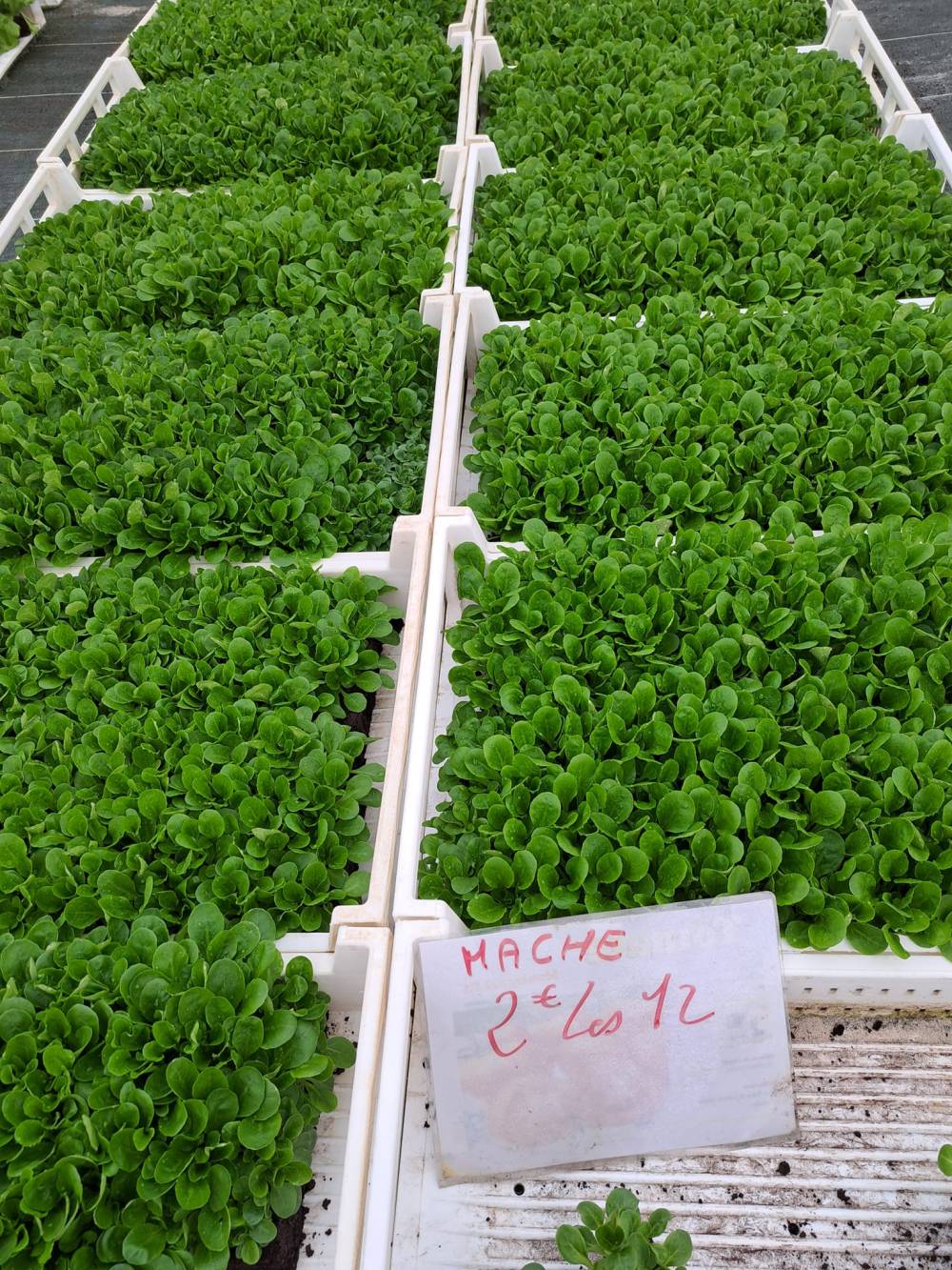 salade