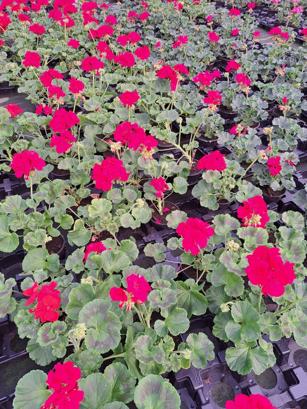 horticulteur